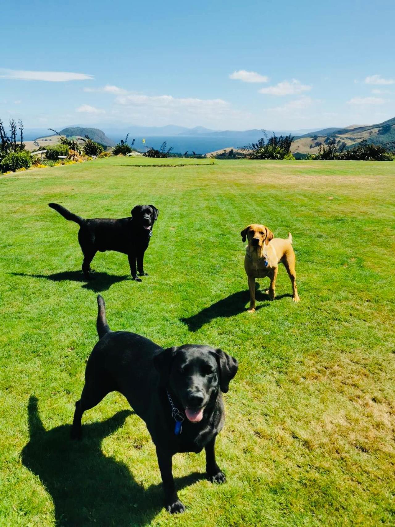 Hilltop Whakaipo Estate Таупо Экстерьер фото